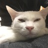 人馴ればっちり！純白にゃんこ サムネイル5
