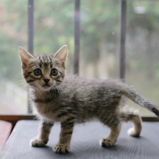 H27-16～18　生後１ヶ月キジちゃん姉妹３頭