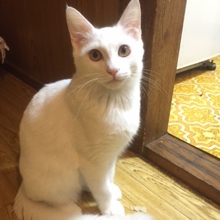 ふわふわ！おっとり男の子