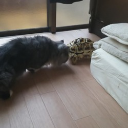 「仲良く？お散歩！」サムネイル1