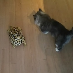 「仲良く？お散歩！」サムネイル2