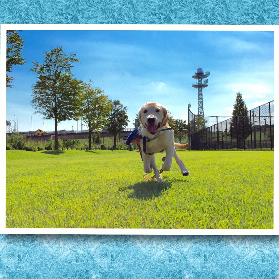 Happy Cornetのカバー写真