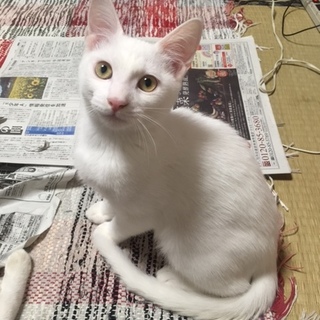 お目目くりくり！肩乗り猫くん！