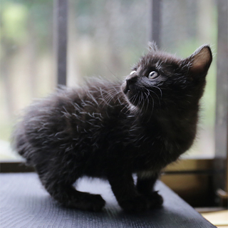 H27-19　生後１ヶ月くらい／クロちゃん♀