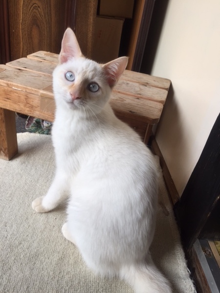 青いお目目の白シャムくん 宮城県 猫の里親募集 ペットのおうち 月間利用者150万人