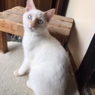 青いお目目の白シャムくん！