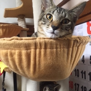 模様くっきり！イケメンキジトラくん