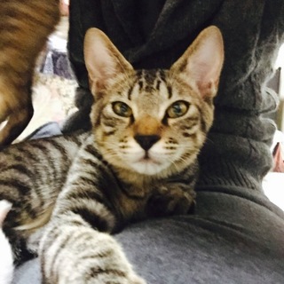 べったり甘えん坊！キジトラちゃん