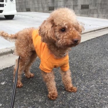 カラーを外した日