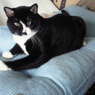 優しい里親さんを募集しています！