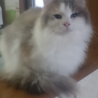 ロングヘアーの女の子⭐一旦募集停止します。