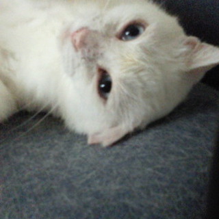 優しい里親さんを募集しています！