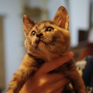 可愛いサビ柄の子猫♀ちゃん☆里親様募集！