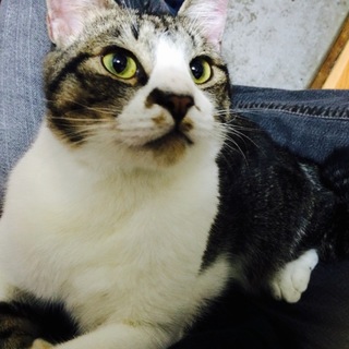 【キジトラ白】まや（仮名）