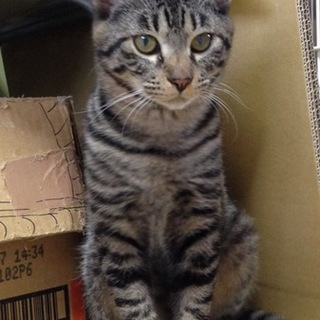 【キジトラ】しんちゃん（仮名）