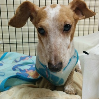 ダックスミックス　推定８歳　仮名　柊樹（しゅうき）