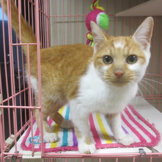 茶白くん幸せになりました♪滋賀県H様の所へ