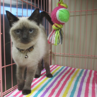 シャム風♪ 東京のＦ様に迎えていただきました