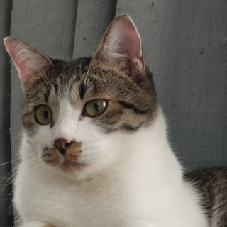 賢く甘えん坊なキジ白、ラック君