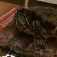 グリーンちゃん