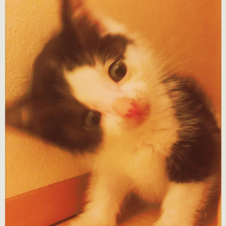 生後約一カ月　甘えん坊の男の子