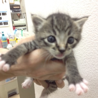 ミルクのみのチビです(ΦωΦ)