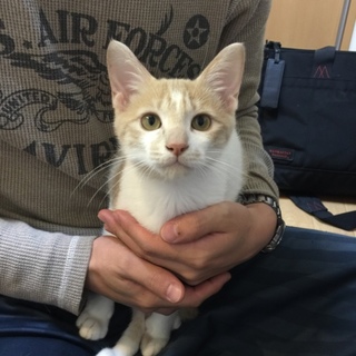 ムギ(仮)の里親様を募集しています。