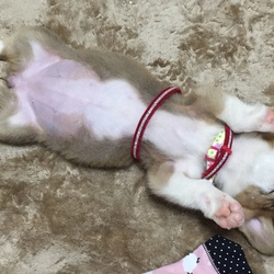 我が家に来て1週間