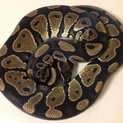 ボールパイソン ノーマル♂