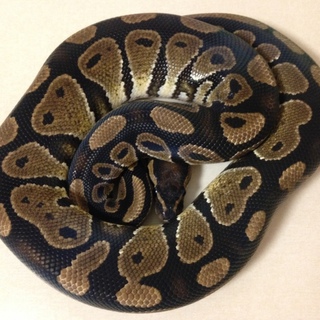 ボールパイソン ノーマル♂