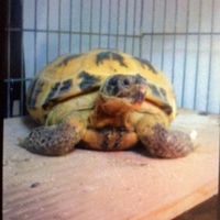 ホルスちゃん(ロシア陸ガメ)}