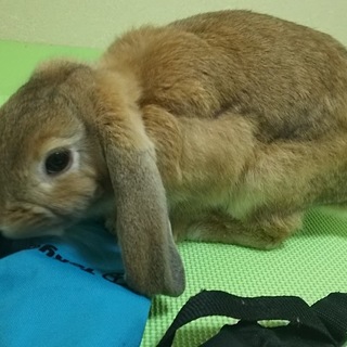 ﾎｰﾗﾝﾄﾞﾛｯﾌﾟの女の子です