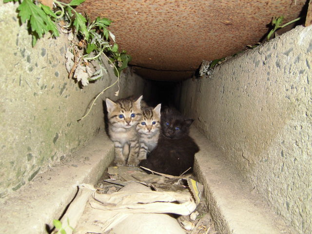 山口県下関市 野良子猫 山口県 猫の里親募集 ペットのおうち 月間利用者150万人
