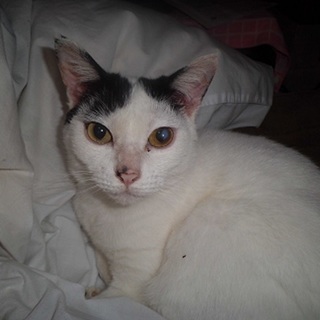 かぎ尻尾ハチワレおとな女子6歳くらい