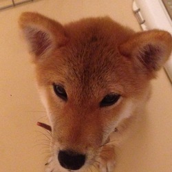 ジアルジア症とケンネルコフ症候群