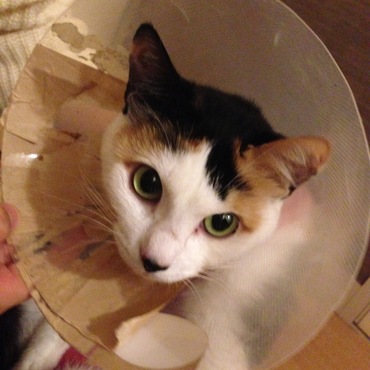 避妊手術後 エリザベスカラー