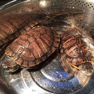 ミドリガメ2匹の里親募集中です。