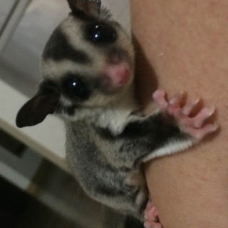 フクロモモンガ♂（生後2ヶ月くらい）