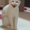 サチ4