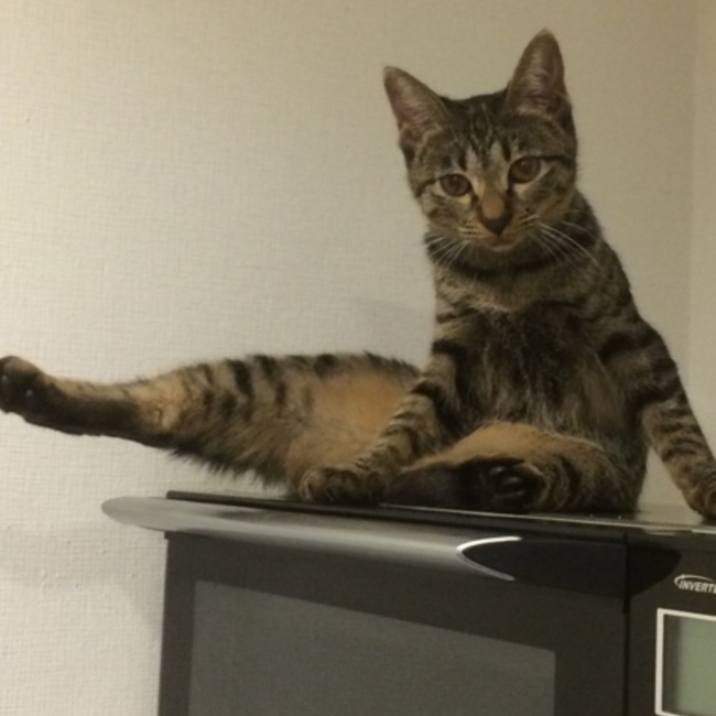 サチ4のカバー写真
