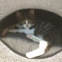 保護したばかりの子猫
