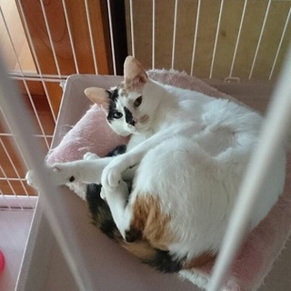 三毛猫のチビちゃん  一緒に暮らしませんか？