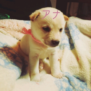 生後約１ヶ月の仔犬ちゃん里親募集!!