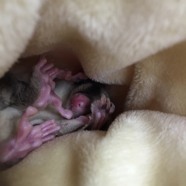 ポーチinプラム