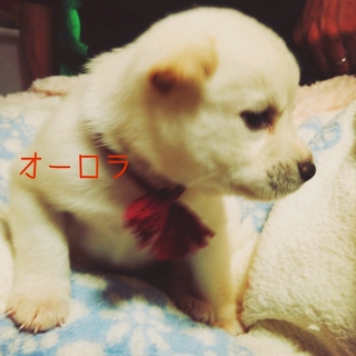 生後約１ヶ月の仔犬ちゃん里親募集!!