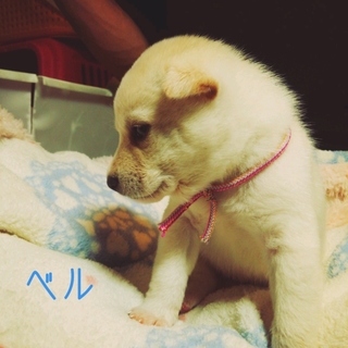 生後約１ヶ月の仔犬ちゃん里親募集!!