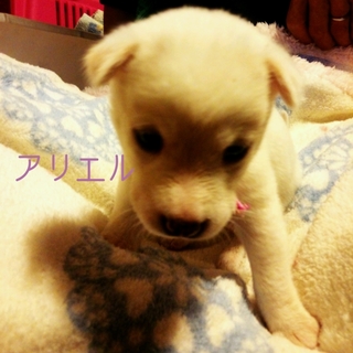生後約１ヶ月の仔犬ちゃん里親募集!!