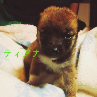 生後約１ヶ月の仔犬ちゃん里親募集!!
