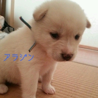 生後約１ヶ月の仔犬ちゃん里親募集!!