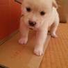 生後約１ヶ月の仔犬ちゃん里親募集!! サムネイル2